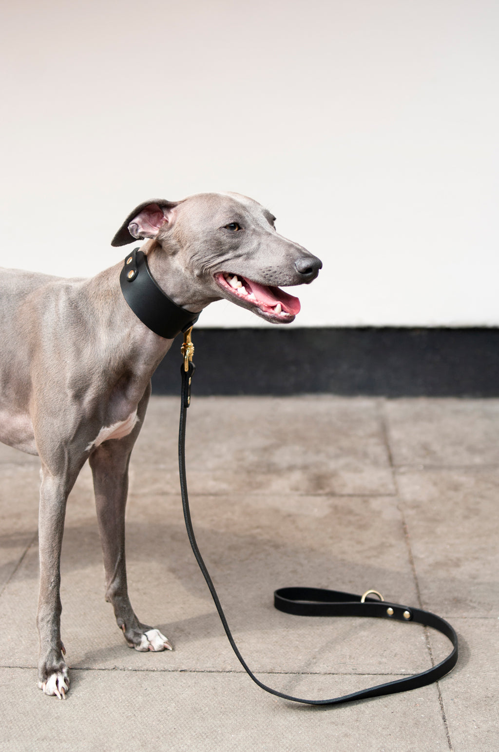 Greyhound leads clearance collars