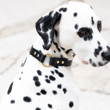 O Leather Collar