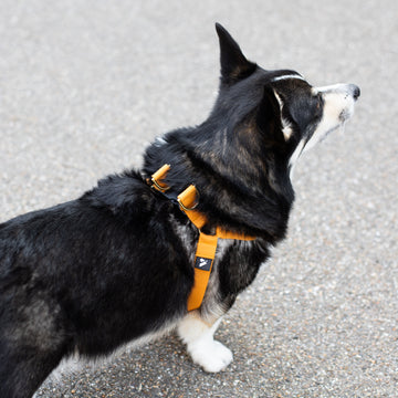 Cotton Harness