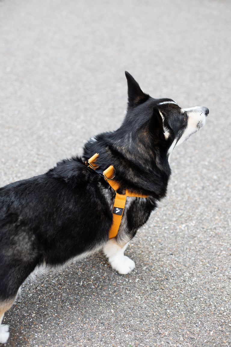 Cotton Harness