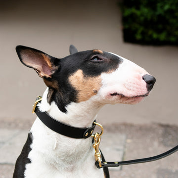 Monotone Leather Collar