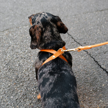 Cross Leather Harness