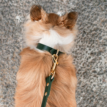 Classic Leather Collar